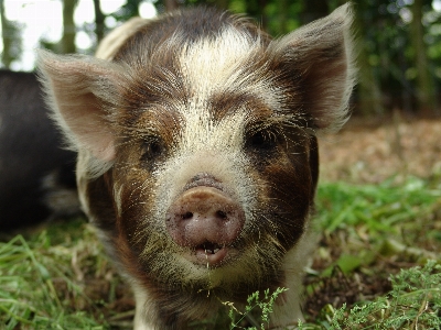 Foto Animais mamífero vertebrado
 porco domestico
