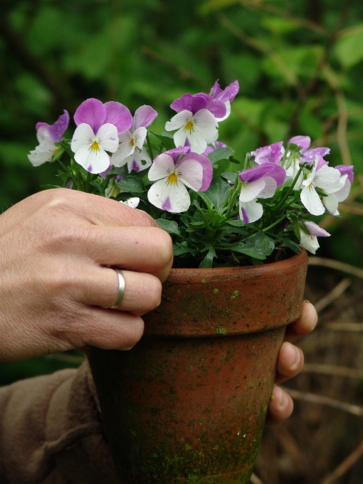 Fiore pianta fiorita
 vaso di fiori