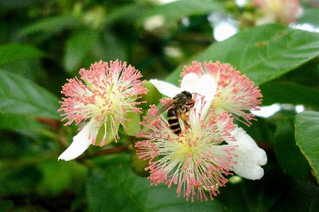 Bee flower work plant Photo