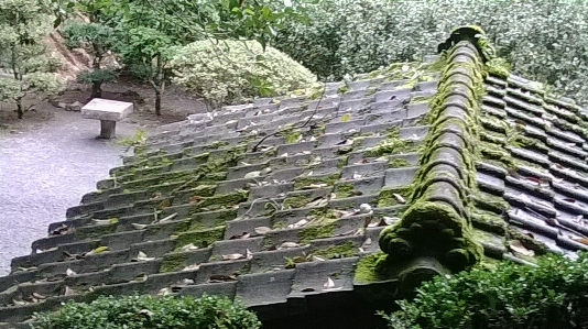 乾式壁
 石膏 裏地
 屋根 写真