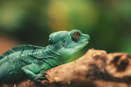 Photo Reptile lézard vert à l'échelle
