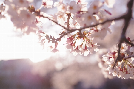 Flower branch blossom spring Photo