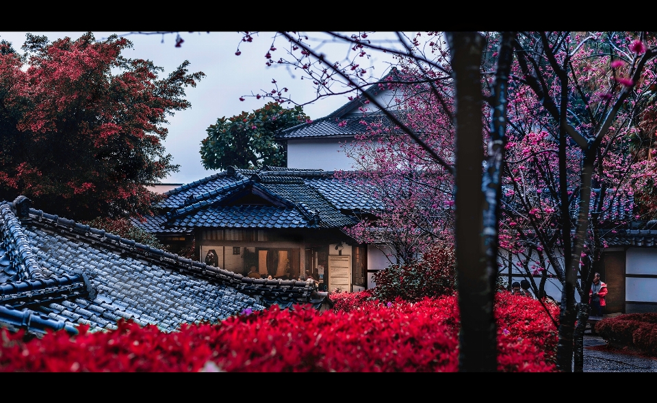 Nature tree red spring