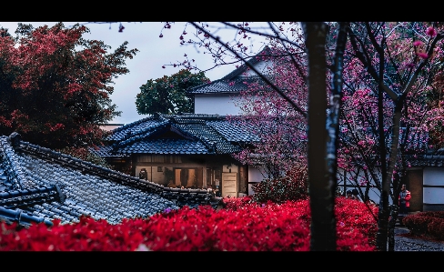 Nature tree red spring Photo