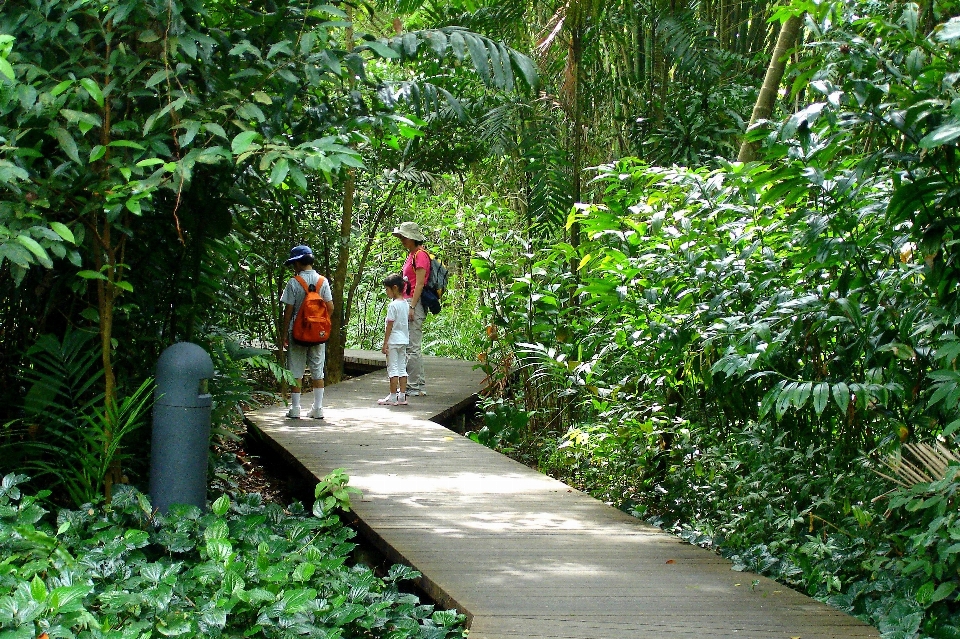 Sungei buloh singapore wetland forest