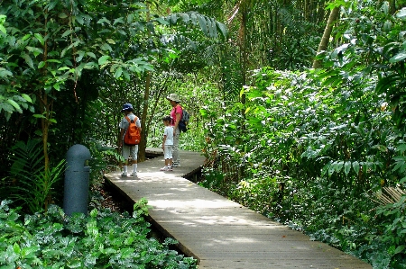 Sungei buloh singapore wetland forest Photo