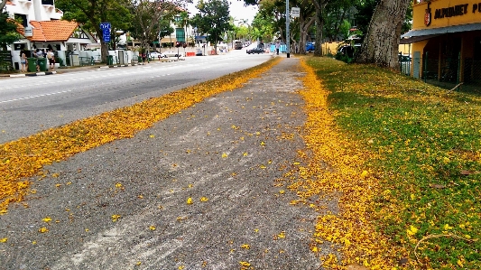 Falling flower drop yellow side walk Photo