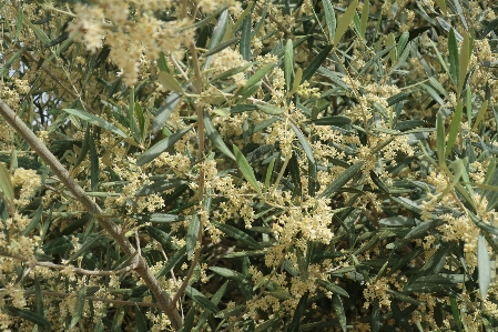 Flowers spring nature tree Photo