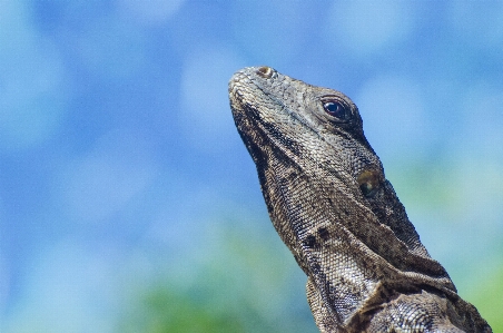 Photo Reptile lézard iguane
 à l'échelle
