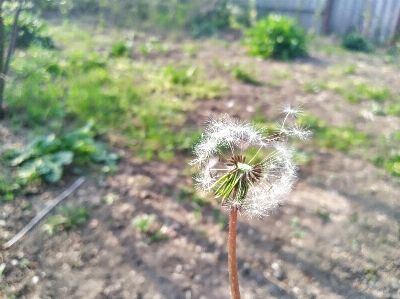 Dandelion fading nature garden Photo