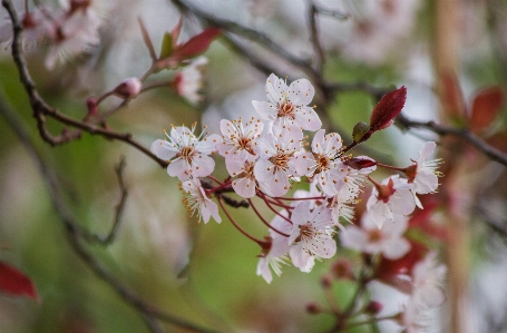 春 花 植物 ブランチ 写真