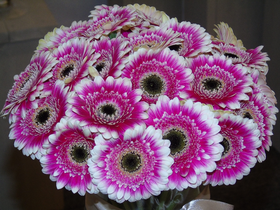 Gerberas
 flores ramo flor