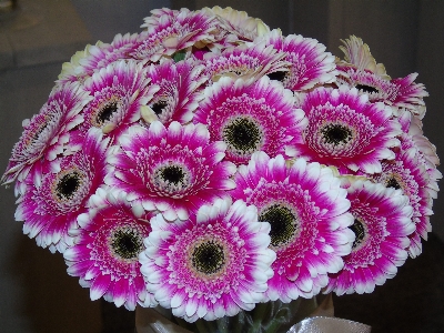 Foto Gerbera
 bunga-bunga buket bunga