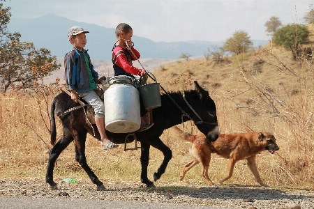 Farm boys milking donkey Photo