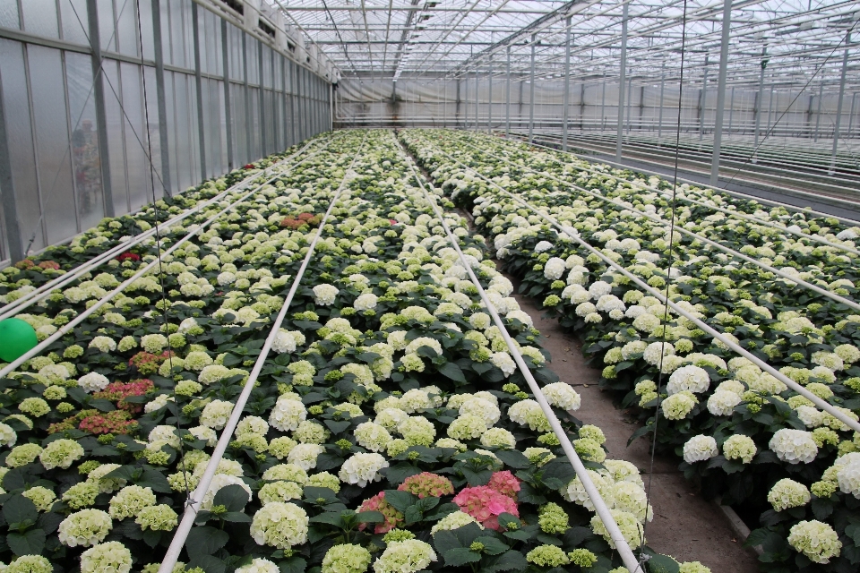 Guardería hortensia blanco flores