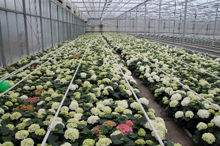 Foto Berçário hortênsia branco flores