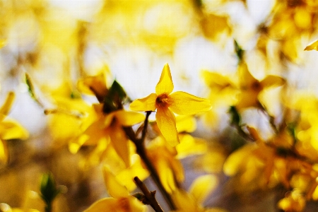 Forsythia suwon korea yellow nature Photo