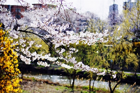 Cherry blossoms suwon korea tree flower Photo