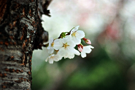 Foto Bunga sakura
 suwon korea
 putih