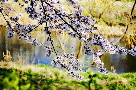 Cherry blossoms suwon korea branch nature Photo