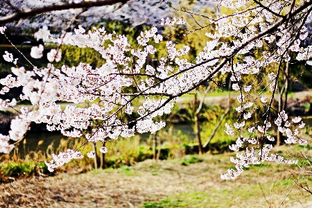 Cherry blossoms suwon korea flower nature Photo