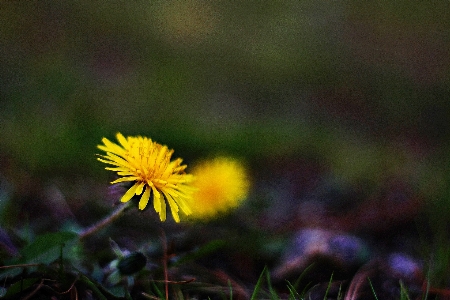 Foto Dente de leão suwon coreia
 flor planta com flor
