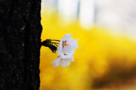 Cherry blossoms suwon korea spring flower Photo