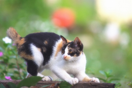 Foto Kucing felidae
 berukuran kecil hingga sedang
 cambang
