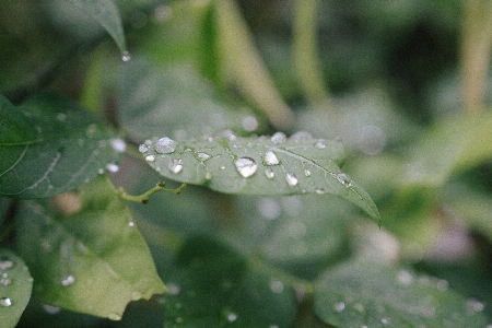 Dew moisture drop water Photo