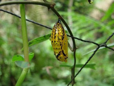 Butterfly insect moths and butterflies invertebrate Photo