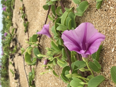 Plant flower wild sweet potato flowering Photo