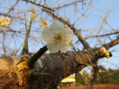 Anlage zweig baum frühling Foto