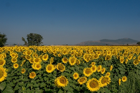 Sunflowers day sky field Photo