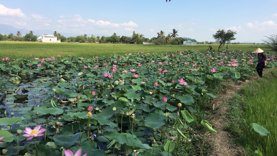 Loto campos flor planta floreciendo
