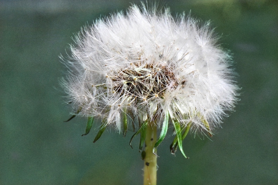 Fiore dente di leone pianta crassocefalo
