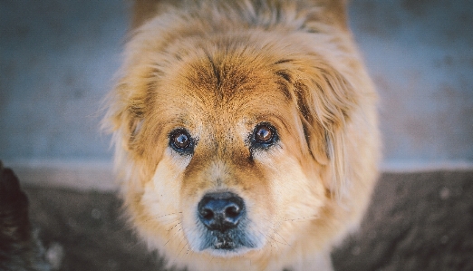 Foto Anjing mamalia canidae
 ras anjing
