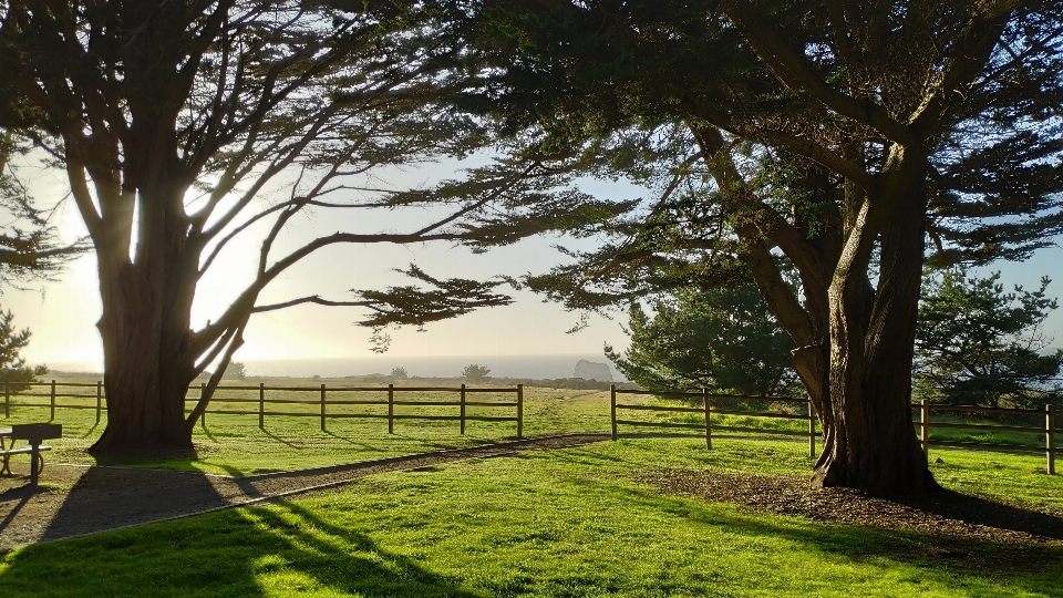 Trees sun fence green