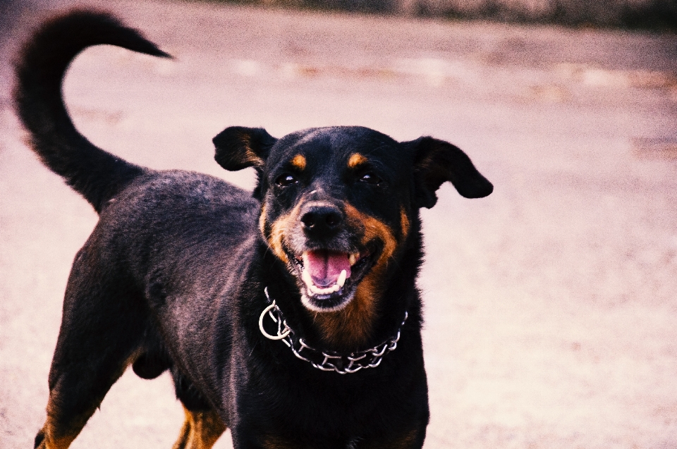 Cane mammifero vertebrato
 di razza
