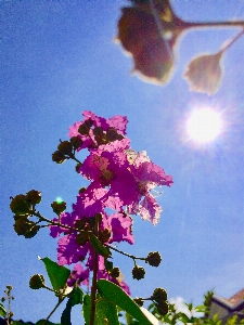 活力
 花 空 ピンク 写真