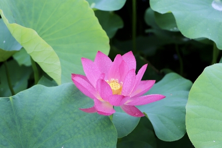 Foto Loto fiori fiore sacro
