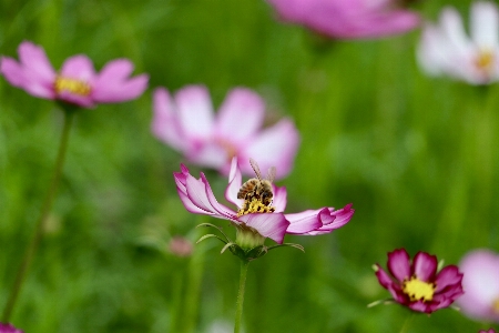 Blumen bienen blume blühende pflanze
 Foto