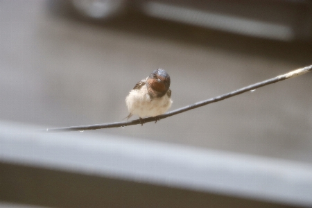 Sparrow birds pest mouse Photo