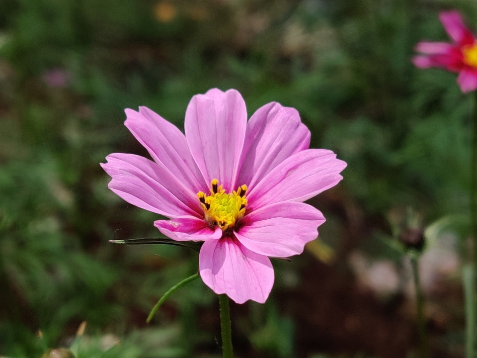 Maulbeere
 blüte blume blühende pflanze
