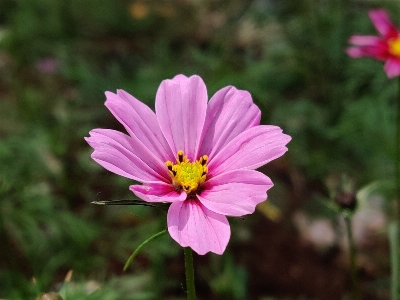 Foto Amora
 florescer flor planta com flor
