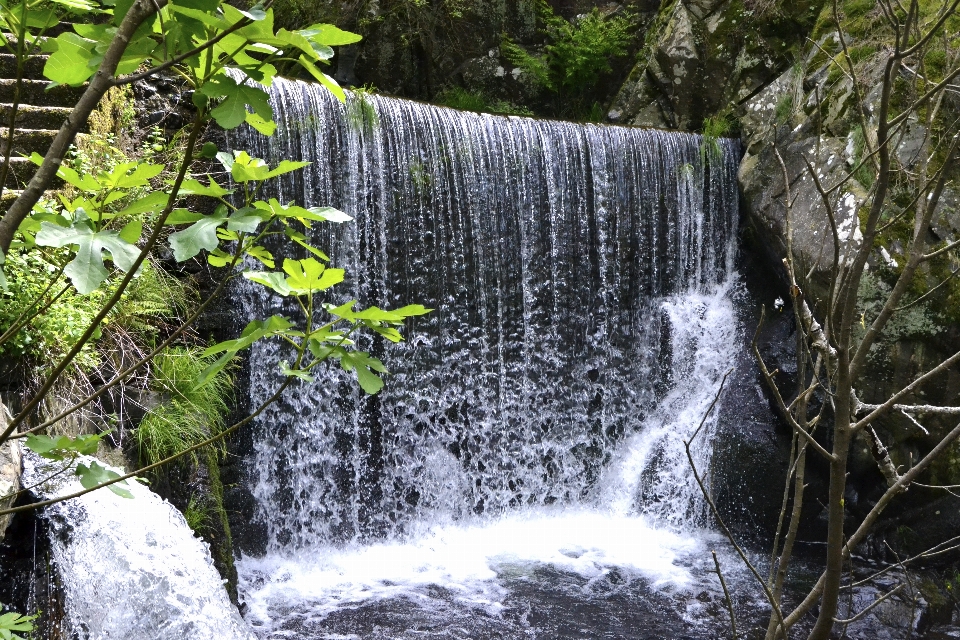 Boschi foresta cascata acqua