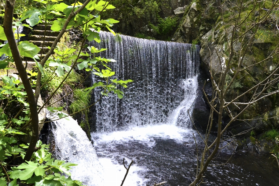 Woods forest waterfall water