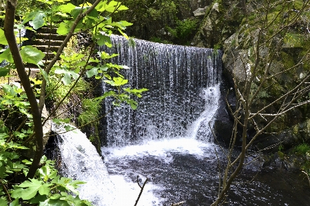 Woods forest waterfall water Photo