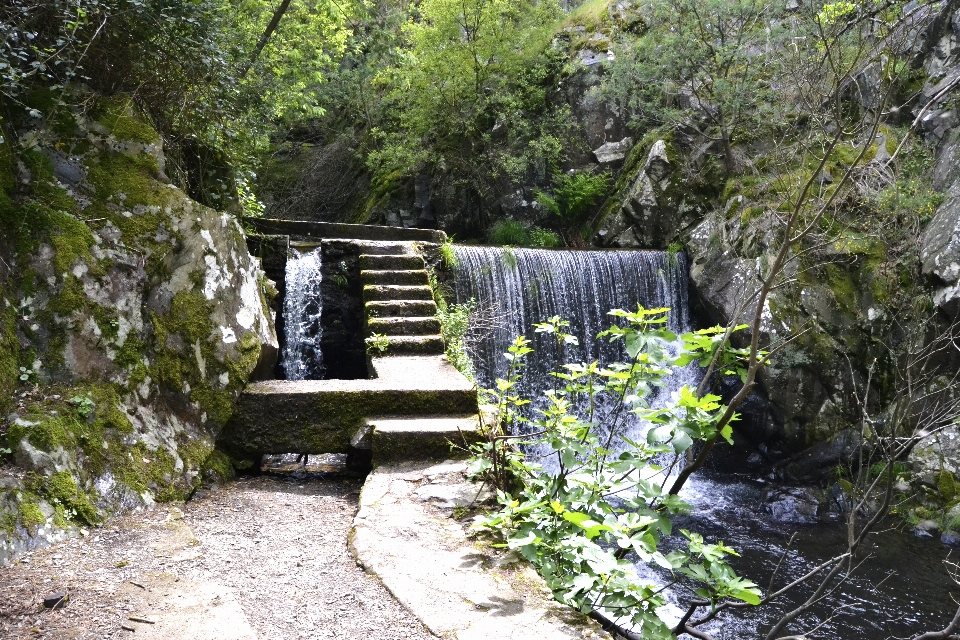 Woods forest waterfall water