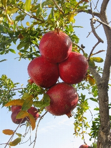 Foto Alami tanaman buah pohon