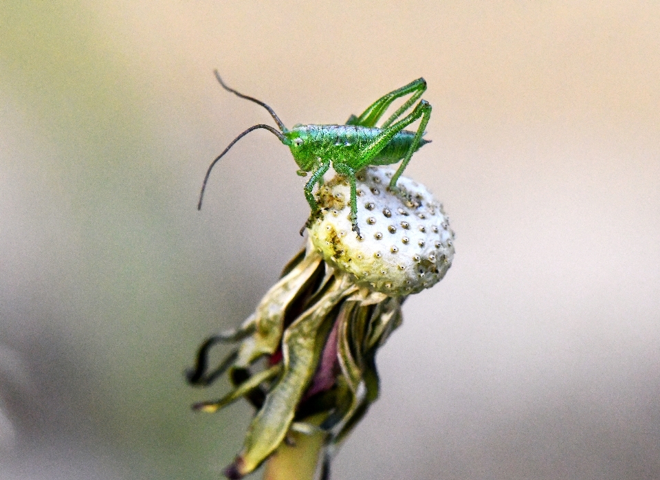 Cavalletta insetto verde calice
